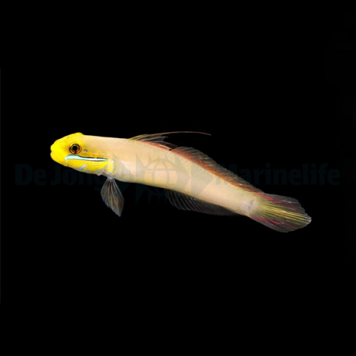 valenciennea_strigata2_thump.jpg