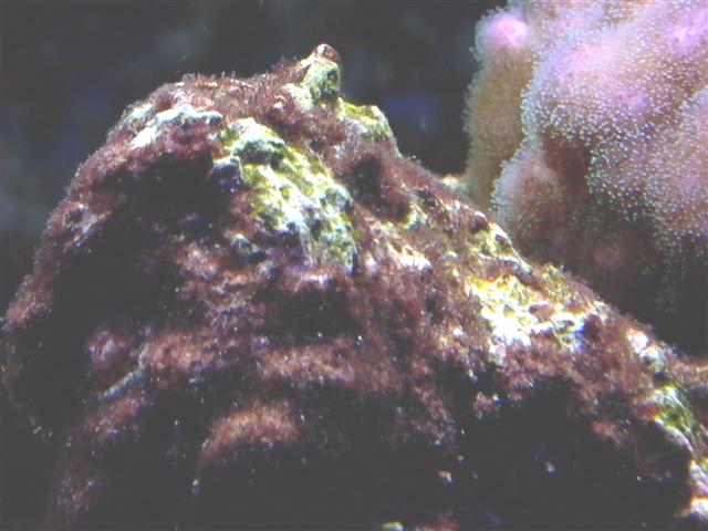 cyano (Small).jpg