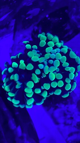 Euphyllia - guldfarvet 400 / 2 hoveder