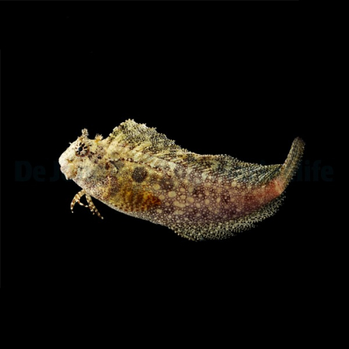 salarias_ceramensis2_wm.jpg