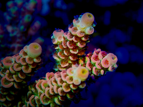 P1060031-2.jpg