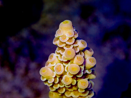 P1060042-2.jpg
