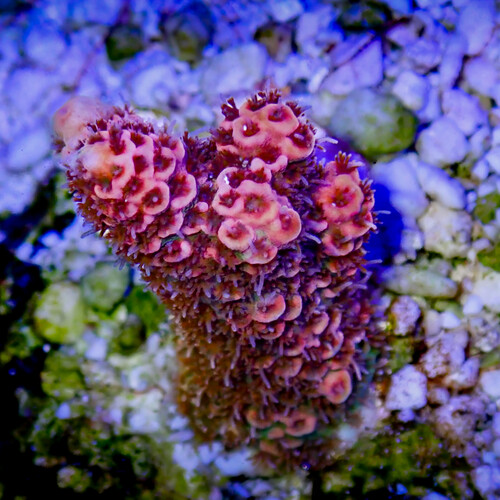 P1060049-2.jpg