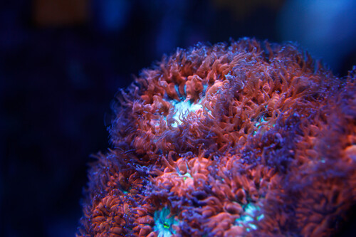 coral