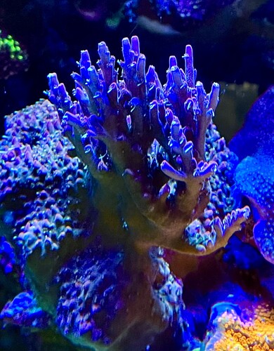 Acropora Sp “LR Grape Ape”