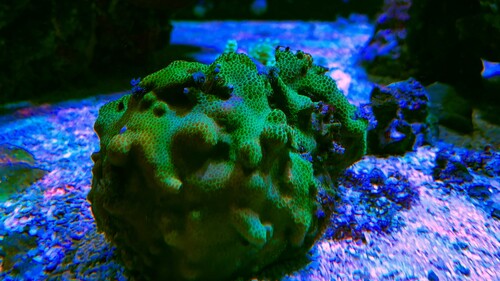 IMG_6929.jpeg