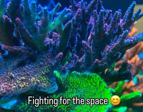 FE4DC2C2-80B6-466B-9ADC-3D3FA777665D.jpeg