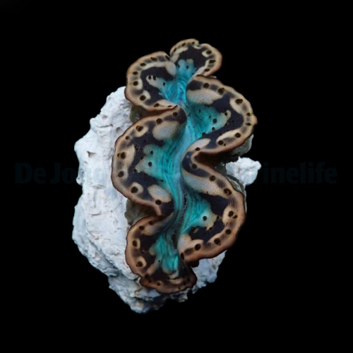 tridacna_maxima_yellow-gold_1_thump.jpg