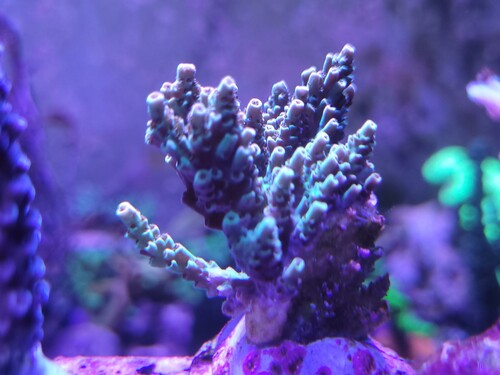 26.04.25 Acropora cyatherea.jpg (193.55 KiB) Vist 7166 gange Acropora cyatherea Farverne yder den ikke retfærdighed. Jeg er virkelig en loussy fotograf. Den har de lilla polypper og så kan den blive nærmest en blanding af gylden/rødlig og grøn i vævet. Det gyldne er nærmest selvlysende i det blå lys om aftenen. Den skal have masser af lys og stabile vandværdier.