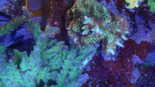 IMG_5184.jpeg