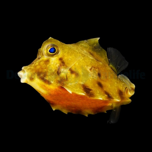 tetrasomus_gibbosus_thump.jpg