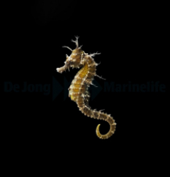hippocampus_erectus_tb3_thump_6.jpg