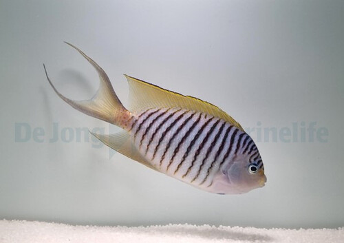 genicanthus_melanospilos_male_wm.jpg