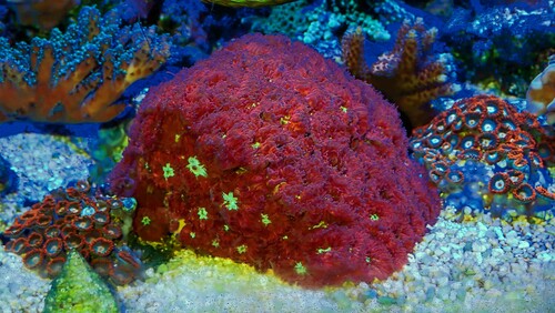 Blastomussa-Wellsi-3.jpg