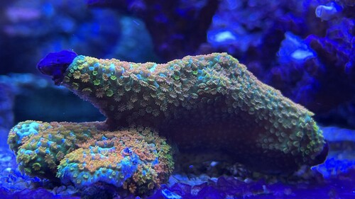 Montipora Rainbow