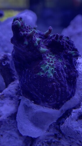 EC Red Devil