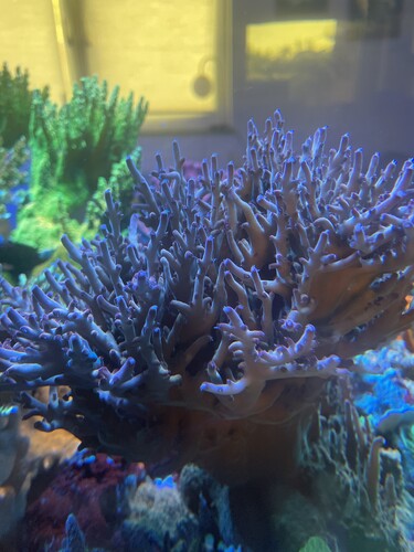 Acropora Sp “WWC Budgie Smugler”