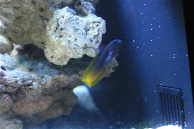 akvarie billeder + tobias 020 (Small).jpg