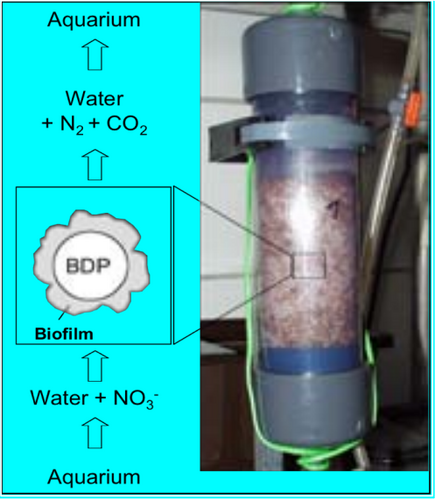 anaerob BDP.png
