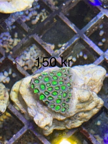 IMG_8563.jpeg