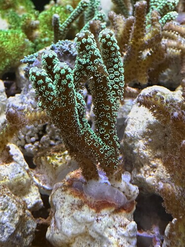 IMG_8539.jpeg