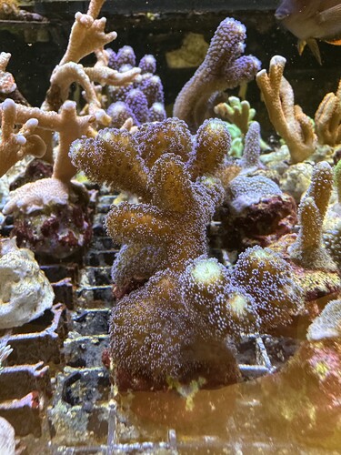 IMG_8535.jpeg
