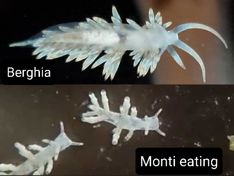 monti eating.jpg