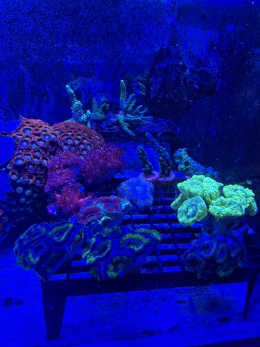 IMG_0532.jpeg