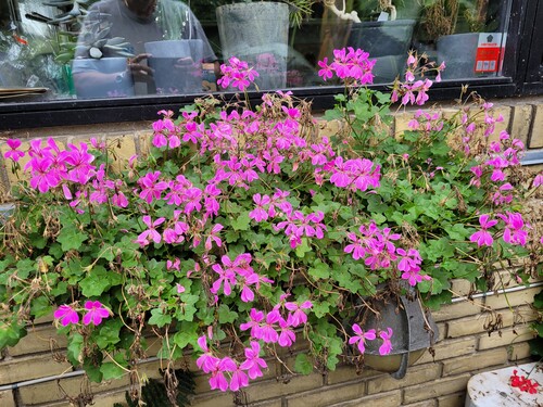 Tyroler Pelargonier. Skal nævnes, at billederne af blomsterne, er lige taget i dag, den 15.09.25
