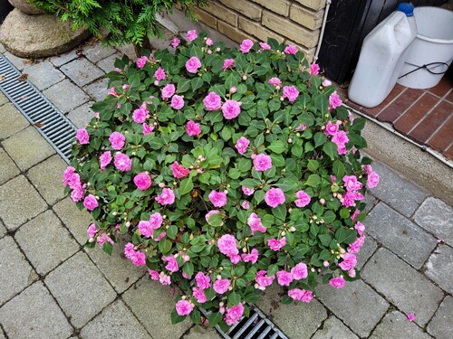 Dobbelte Flittig Lise.