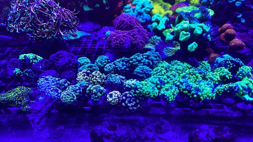 IMG_2005.jpeg