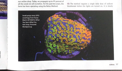 IMG_2139.jpeg (581.43 KiB) Vist 1429 gange Rainbow montipora