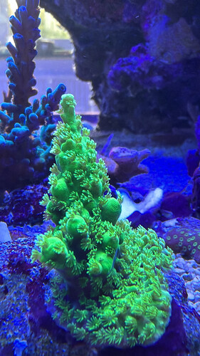 Acropora SR Aussie Neon