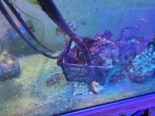 Den står i en kurv der egentlig er beregnet til planter i en havedam. Virker fint her. Rødderne prøver at presse sig ud gennem trådnettet og det lykkes da lidt. Skal den ompottes, må jeg ofre kurven. Bundlaget er det samme som jeg bruger I dt, dog kun de groveste af de to jeg blander til min DSB.<br />Jeg har lagt nogle ls oven på bundlaget for at tynge den ned, ellers tilter den.