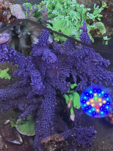 Oregan Blue Tort ( den fedeste blå man kan få)