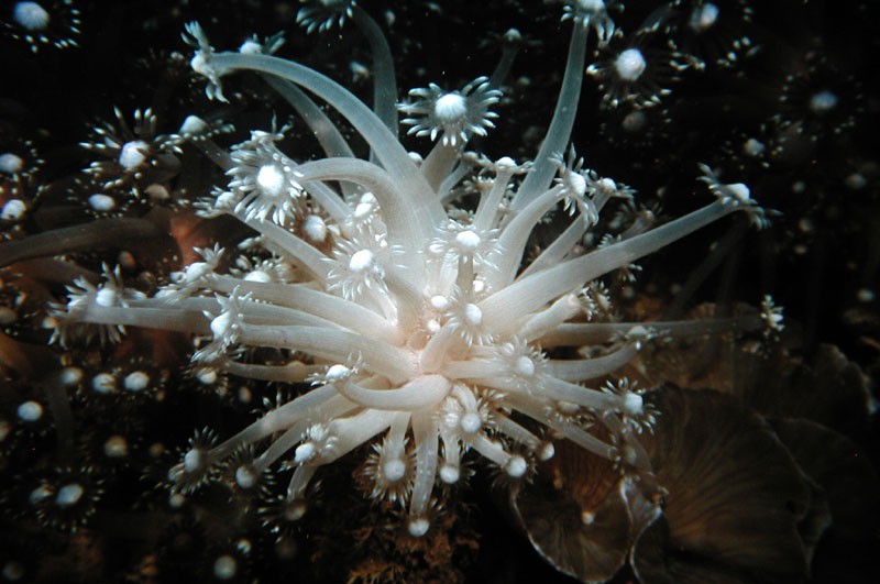 img3.jpg (95.69 KiB) Vist 6732 gange Hvad er det