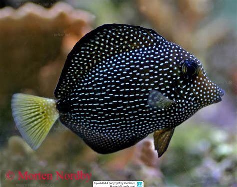 Not mine, mine is fat :)