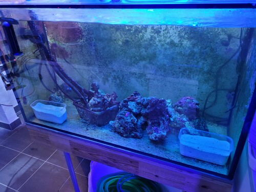 Karantænen med de to bøtter fint bundlag til ære for gylterne. Wetmorella graver sig mig bekendt ikke ned. Dem er der en stak ls til