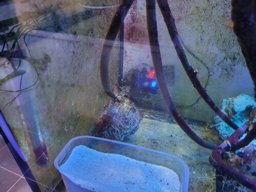 Et par billeder af sikringen af fugerne mod mangroverødderne