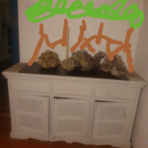 Mit mål er at få dem beskåret, så de vokser i <br />bredden ... nu må vi se om jeg kan få dem til at vokse overhovedet