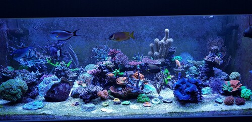 Fts fra 16.05.2020. Malificent står på toppen af søjlen i midten, lige under Siganus corallinus.