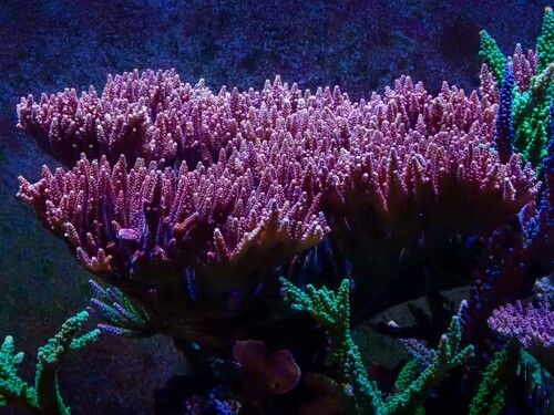 Malificent den 17.11.2024