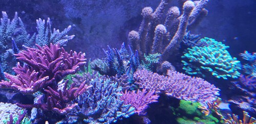 Et mere af malificent den 23.11.2020. Ret overraskende vækst på et halvt år fra det første billede.