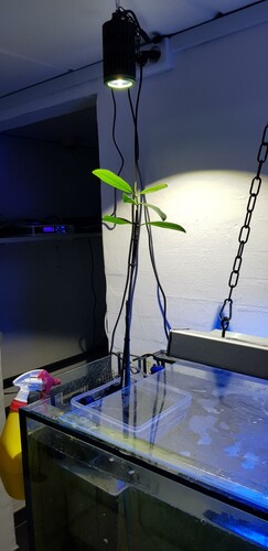 Den første mangrove sat ind i karantænetanken