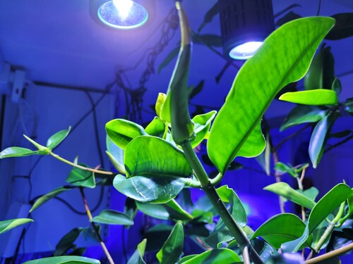 Når de er kommet i gang, sætter de løbende nye skud.