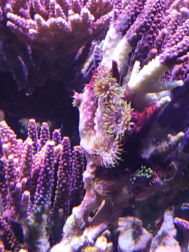 Et billede af det frag jeg har lavet. Majanoerne er tydelige og store. Det er også et godt billede på, hvordan de slår den ihjel. På det hvide er vævet væk, de stik er vilde. Næste skridt er så alger.