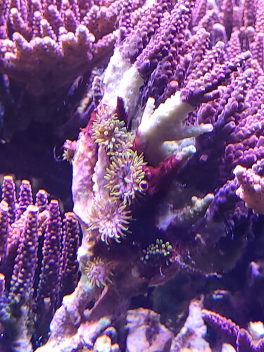 Et mere af det frag med majanoer. Kunne ikke beslutte mig for hvilket jeg skulle vælge, så nu ryger begge ind.