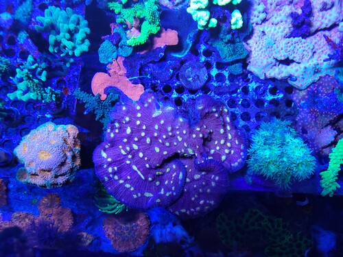 En meget smuk chalice type, måske en Echinopora spec