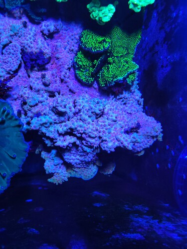 Cyphastrea decadia. Den har okkuperet 1/3 af hulpladen og overvokser alt på dens vej. Den skal reduceres kraftigt. Så der bliver en del frags. Decadia udmærker sig ved, at den både encruster og laver grene. Atypisk for en Cyphastrea.