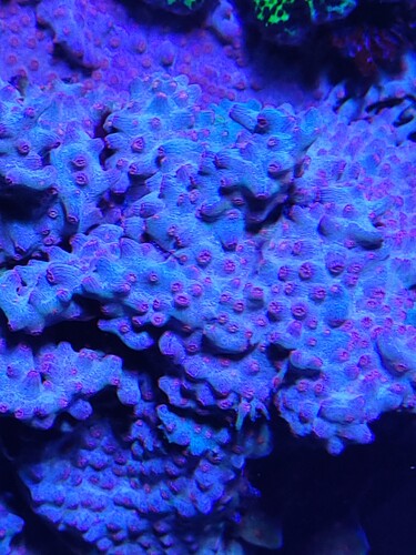 Cyphastrea decadia lidt forstørret, så polypperne er mere tydelige.